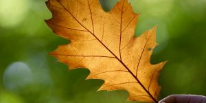 Naturheilkunde & sanfte Therapien